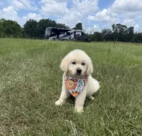 AKC Stardust, a female Golden Retriever for sale in Raymond, MS – 7 of 10