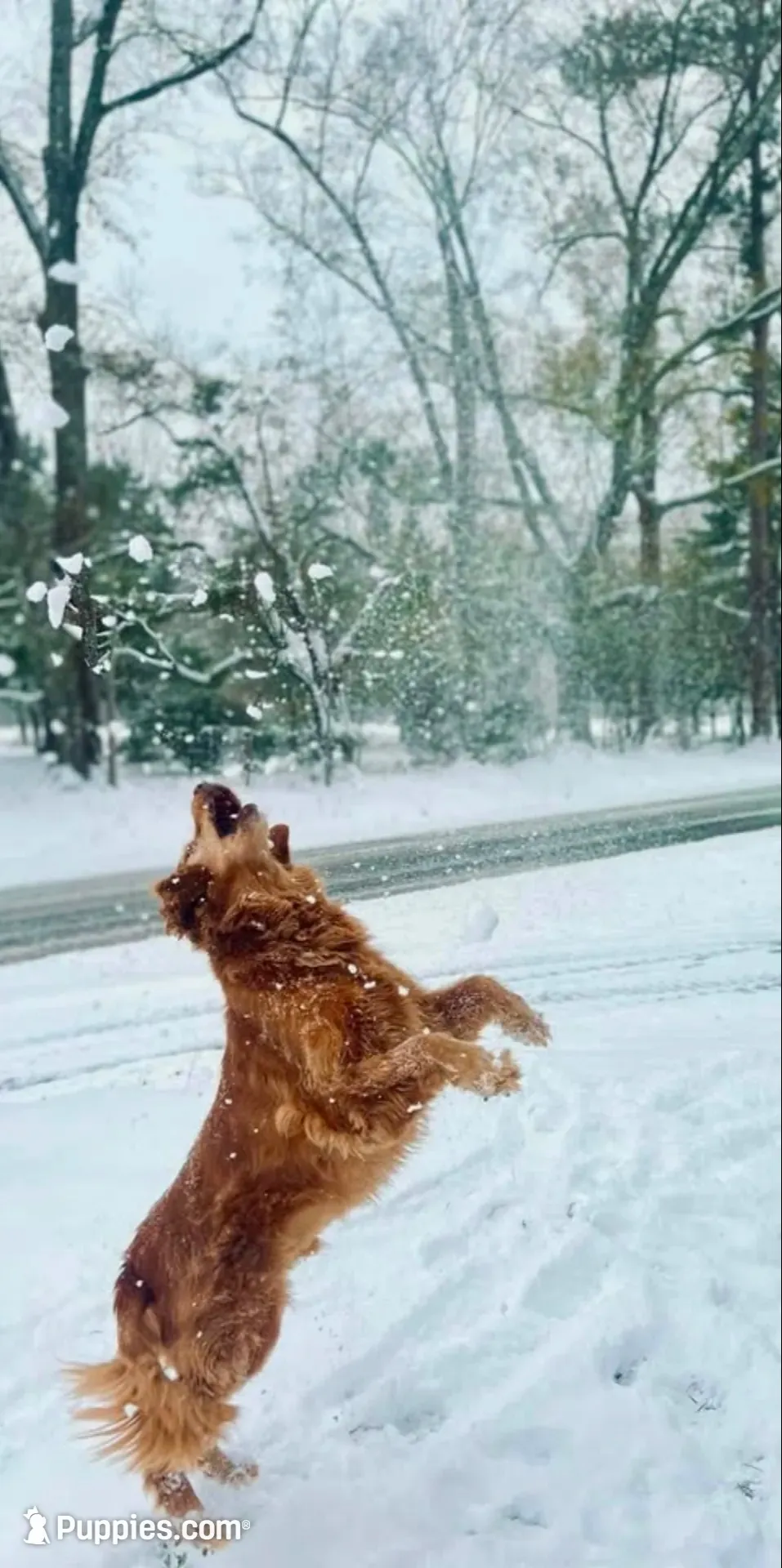🎄 AKC’s Kringle! 🎄 , a male Golden Retriever for sale in Raymond, MS – 7 of 10