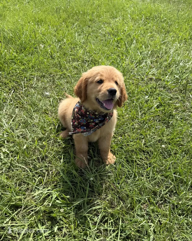 AKC Honey – Golden Retriever puppy for sale in Raymond, MS
