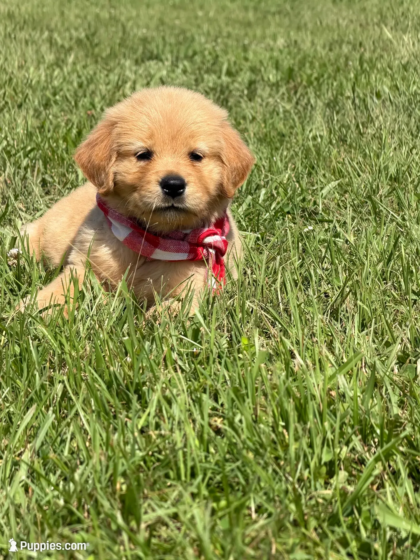 🎄 AKC’s Holly 🎄 , a female Golden Retriever for sale in Raymond, MS – 8 of 10