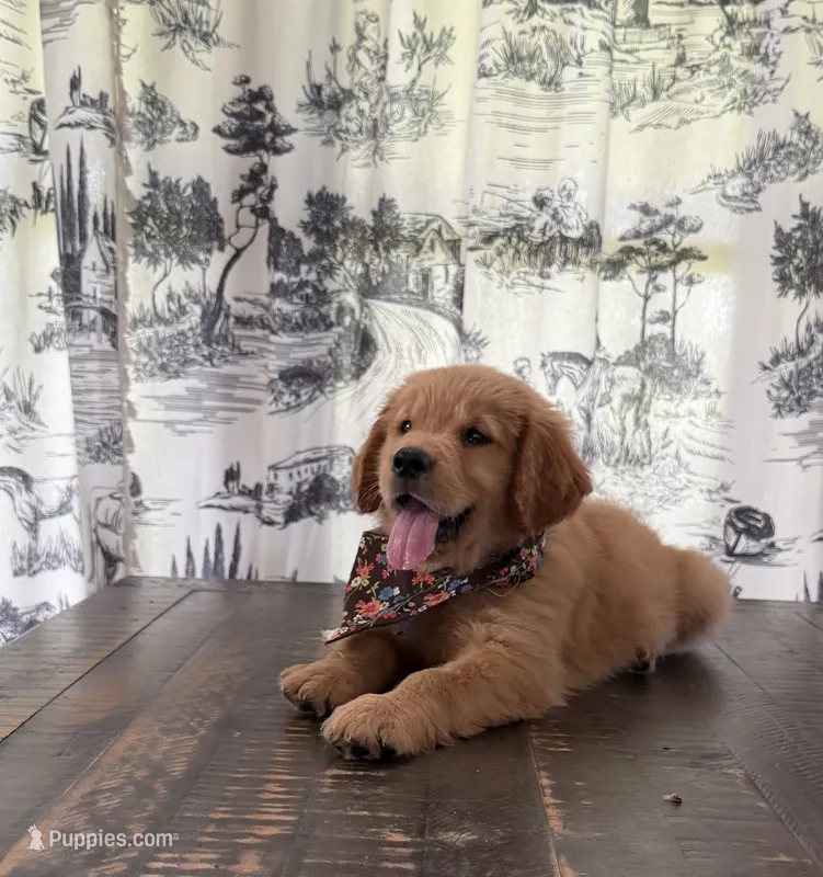 💕AKC Annie Oakley  💕  – Golden Retriever puppy for sale in Raymond, MS
