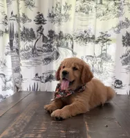 💕AKC Annie Oakley  💕 , a female Golden Retriever for sale in Raymond, MS – 2 of 8