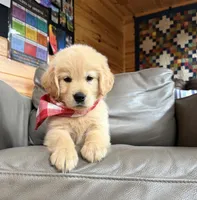 ✨AKC Halo - Obedience Training Started, Therapy Dog Potential , a male Golden Retriever for sale in Raymond, MS – 3 of 4