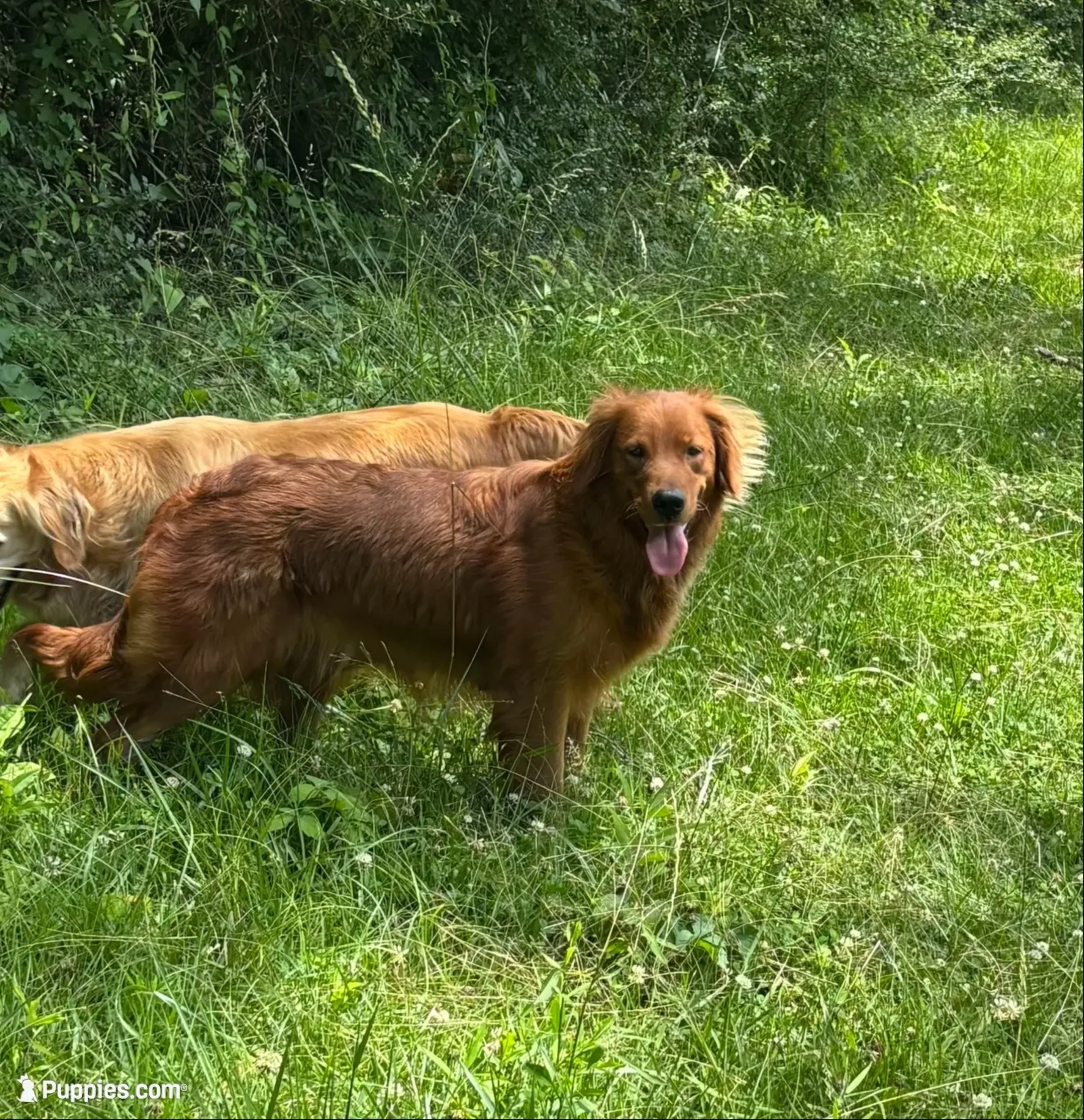 🎀 AKC’s Cindy-Lou  🎀 , a female Golden Retriever for sale in Raymond, MS – 6 of 10