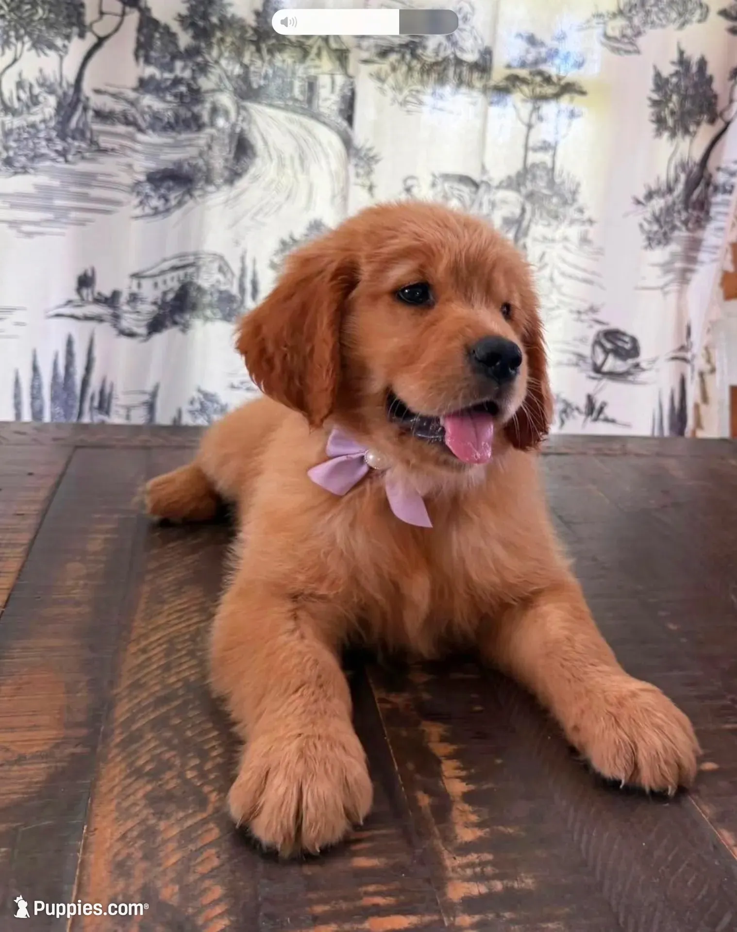 🎄 AKC’s Kringle! 🎄 , a male Golden Retriever for sale in Raymond, MS – 5 of 10
