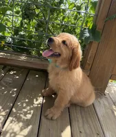 AKC Ruby, a female Golden Retriever for sale in Raymond, MS – 2 of 7