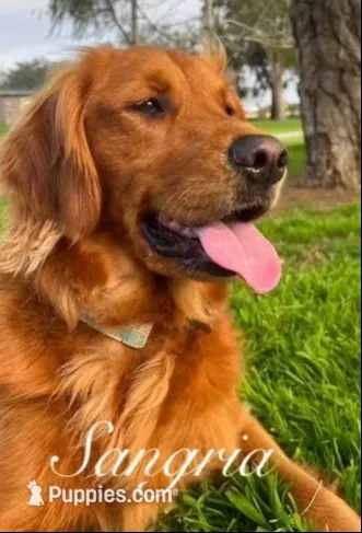 🎀 AKC’s Cindy-Lou  🎀 , a female Golden Retriever for sale in Raymond, MS – 2 of 10