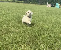 AKC Prince Fluffington (Prince) , a male Miniature Golden Retriever for sale in Raymond, MS – 2 of 7