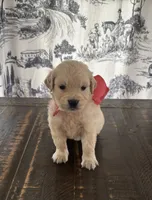 AKC Rosebud , a female Miniature Golden Retriever for sale in Raymond, MS – 2 of 4