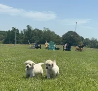 AKC River, a male Golden Retriever for sale in Raymond, MS – 7 of 9