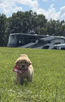 AKC Cajun, a male Golden Retriever for sale in Raymond, MS – 6 of 7
