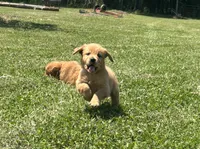 AKC Honey, a female Golden Retriever for sale in Raymond, MS – 3 of 4
