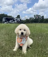 AKC Elsa, a female Golden Retriever for sale in Raymond, MS – 4 of 5