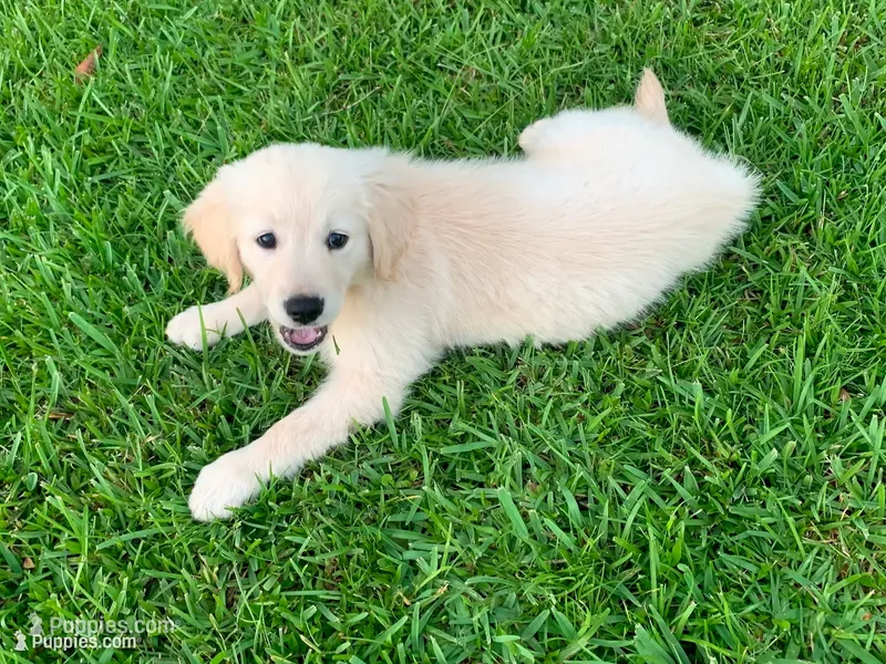  Frosty ☃️.— Ukrainian Mini  (Full-blooded, No mixes) – Miniature Golden Retriever puppy for sale in Raymond, MS
