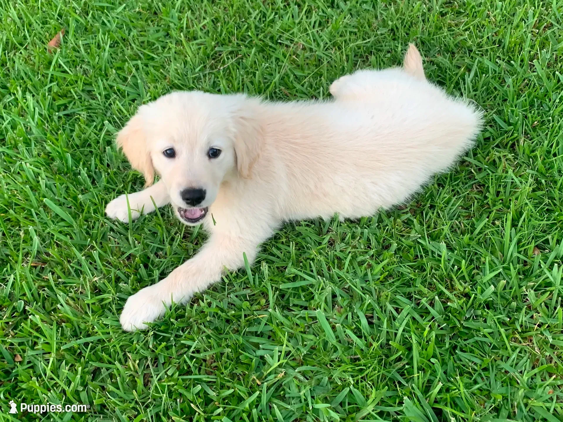 Frosty ☃️.— Ukrainian Mini  (Full-blooded, No mixes), a male Miniature Golden Retriever for sale in Raymond, MS – 1 of 8