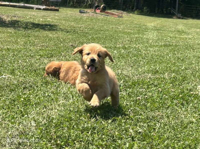 Marigold  – Golden Retriever puppy for sale in Raymond, MS