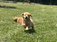 AKC Marigold , a female Golden Retriever for sale in Raymond, MS – 1 of 4