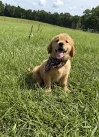 AKC Honey, a female Golden Retriever for sale in Raymond, MS – 2 of 4