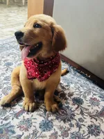 AKC Hank, a male Golden Retriever for sale in Raymond, MS – 4 of 5