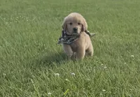 AKC Tumbleweed , a male Golden Retriever for sale in Raymond, MS – 4 of 8