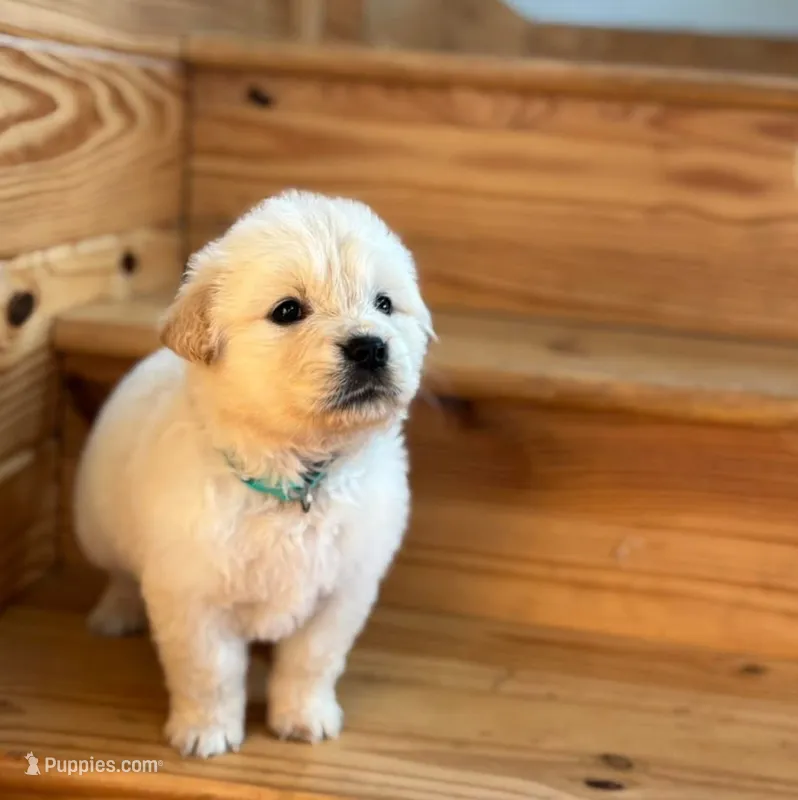 AKC Sundance  – Golden Retriever puppy for sale in Raymond, MS