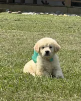 AKC Pixie, a female Miniature Golden Retriever for sale in Raymond, MS – 1 of 3