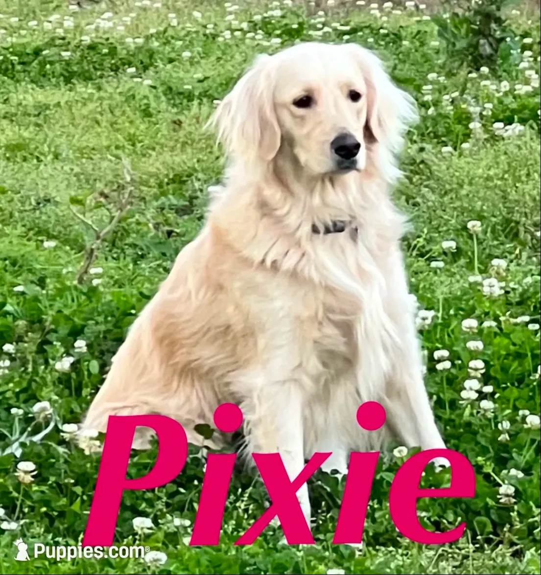  Halo ✨ — Ukrainian Mini (full-blooded, no mixes) , a female Miniature Golden Retriever for sale in Raymond, MS – 3 of 7