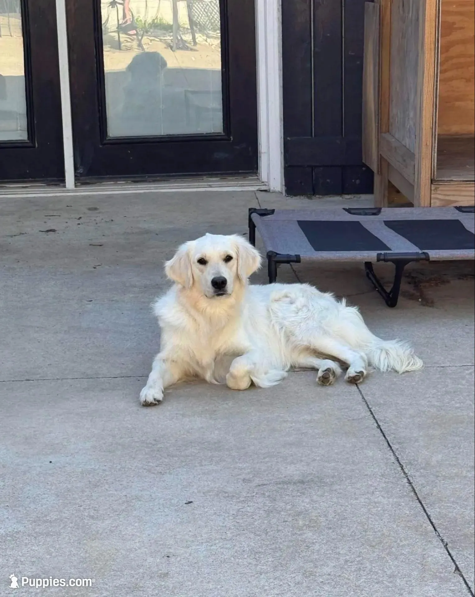  Frosty ☃️.— Ukrainian Mini  (Full-blooded, No mixes), a male Miniature Golden Retriever for sale in Raymond, MS – 8 of 8