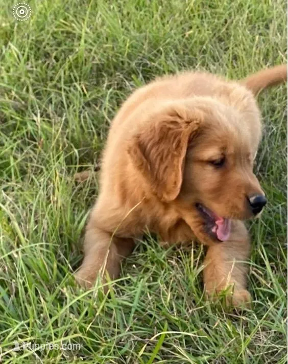 Marigold  – Golden Retriever puppy for sale in Raymond, MS