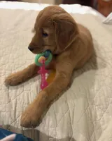 Marigold , a female Golden Retriever for sale in Raymond, MS – Photo 3 of 3
