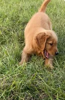 Marigold , a female Golden Retriever for sale in Raymond, MS – Photo 2 of 3