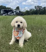 AKC Stardust, a female Golden Retriever for sale in Raymond, MS – 5 of 10