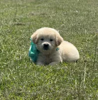 AKC Pixie, a female Miniature Golden Retriever for sale in Raymond, MS – 3 of 3