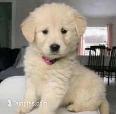 Rosebud – Miniature Golden Retriever puppy for sale in Raymond, MS