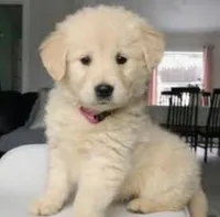 Rosebud, a female Miniature Golden Retriever for sale in Raymond, MS – Photo 1 of 2