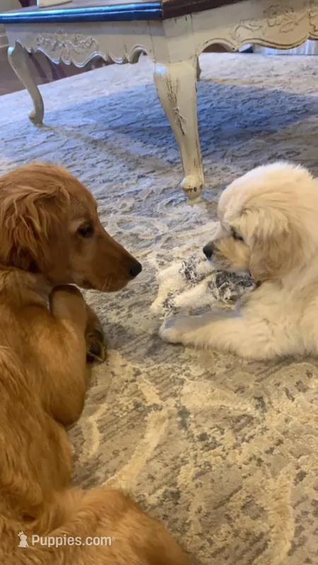 Rosebud – Miniature Golden Retriever puppy for sale in Raymond, MS