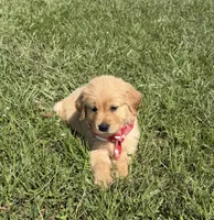 AKC Cajun, a male Golden Retriever for sale in Raymond, MS – 5 of 7