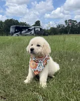 AKC Elsa, a female Golden Retriever for sale in Raymond, MS – 3 of 5