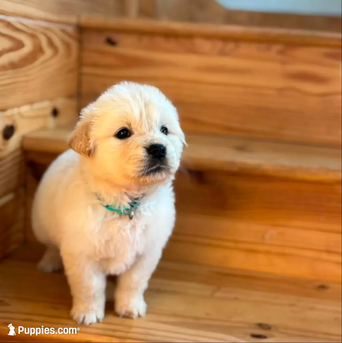  Frosty ☃️.— Ukrainian Mini  (Full-blooded, No mixes), a male Miniature Golden Retriever for sale in Raymond, MS – 4 of 8