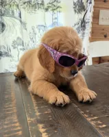 AKC Ruby, a female Golden Retriever for sale in Raymond, MS – 6 of 7