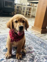 AKC Hank, a male Golden Retriever for sale in Raymond, MS – 3 of 5