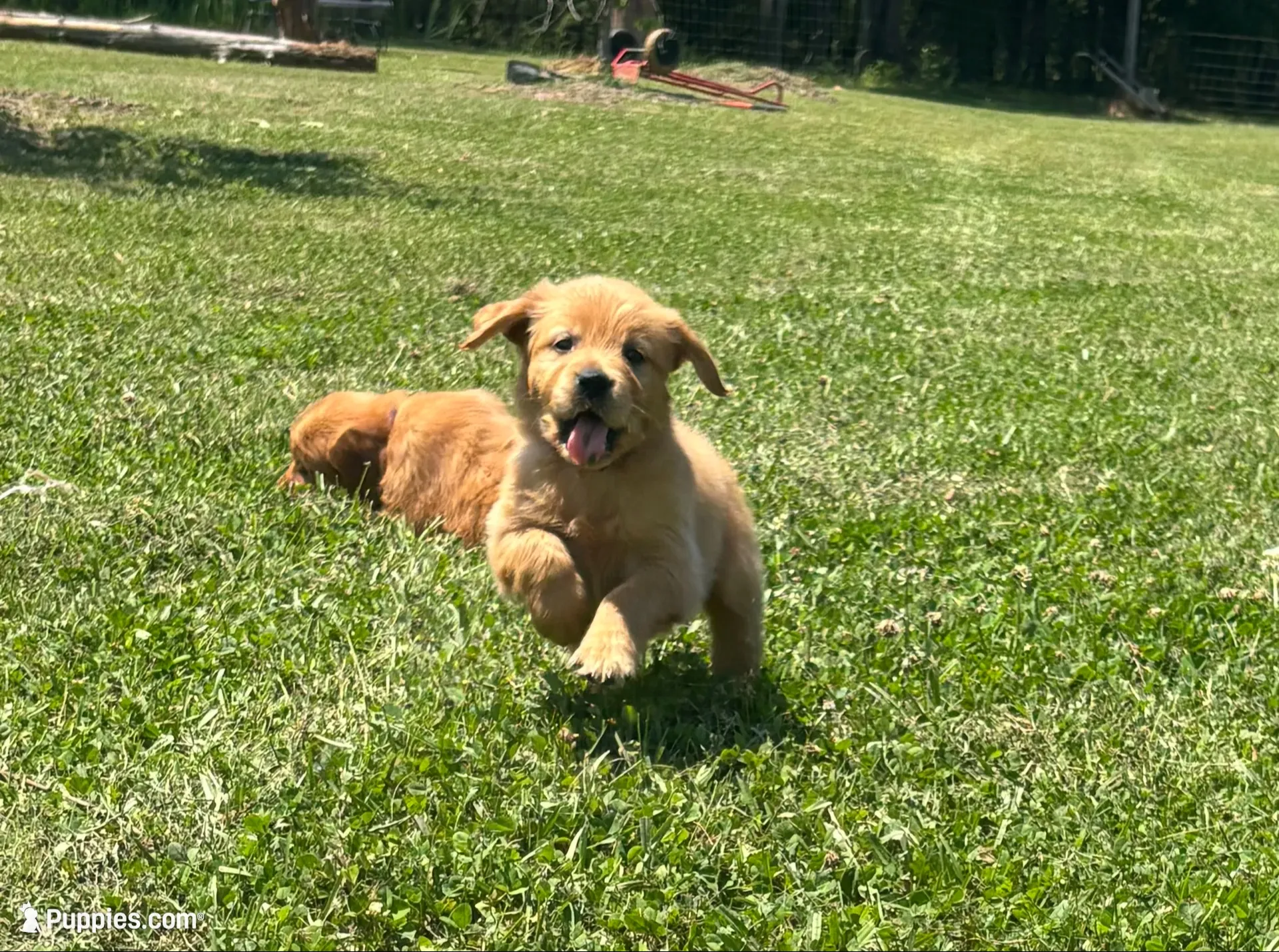 🎄 AKC’s Holly 🎄 , a female Golden Retriever for sale in Raymond, MS – 5 of 10