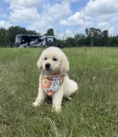 AKC Elsa, a female Golden Retriever for sale in Raymond, MS – 2 of 5