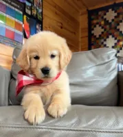 AKC Halo, a male Golden Retriever for sale in Raymond, MS – 2 of 5