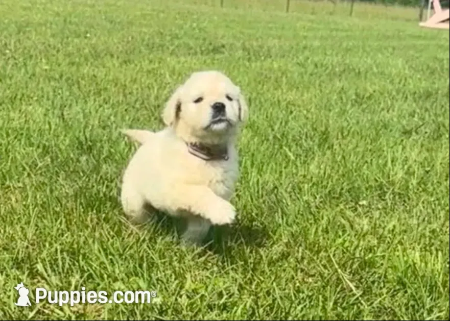  Halo ✨ — Ukrainian Mini (full-blooded, no mixes) , a female Miniature Golden Retriever for sale in Raymond, MS – 2 of 7