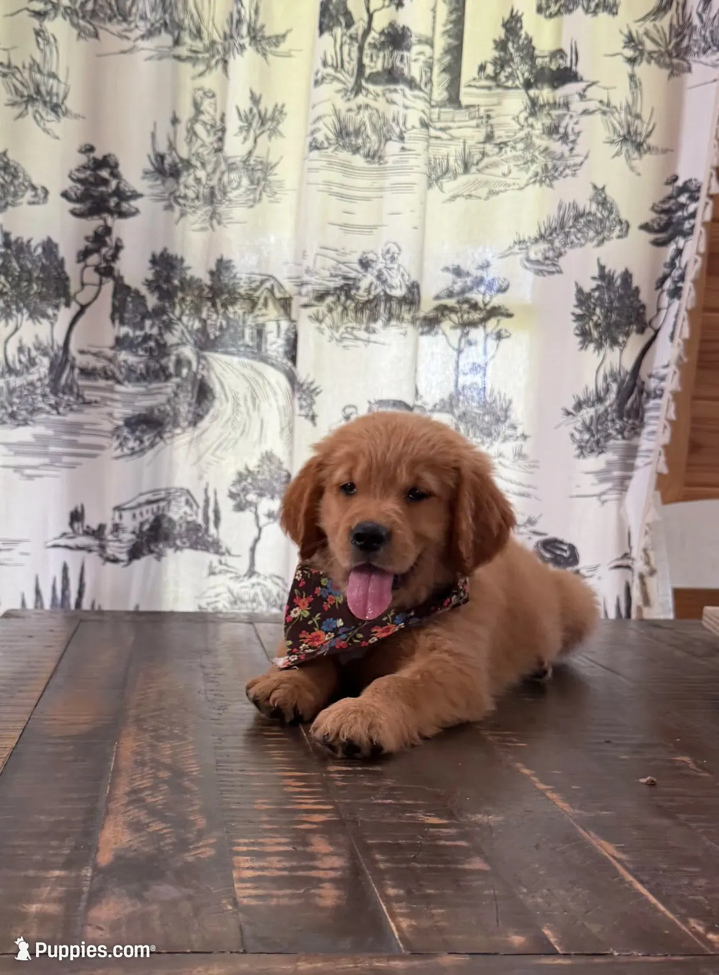 🎀 AKC’s Cindy-Lou  🎀 , a female Golden Retriever for sale in Raymond, MS – 7 of 10