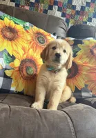 💕AKC Cayenne 💕 - House Training Started! , a female Golden Retriever for sale in Raymond, MS – 5 of 5
