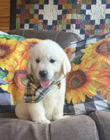 AKC Bentley , a male Golden Retriever for sale in Raymond, MS – 2 of 5