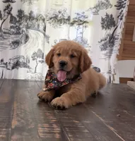 💕AKC Annie Oakley  💕 , a female Golden Retriever for sale in Raymond, MS – 4 of 8
