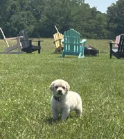 AKC River, a male Golden Retriever for sale in Raymond, MS – 3 of 9